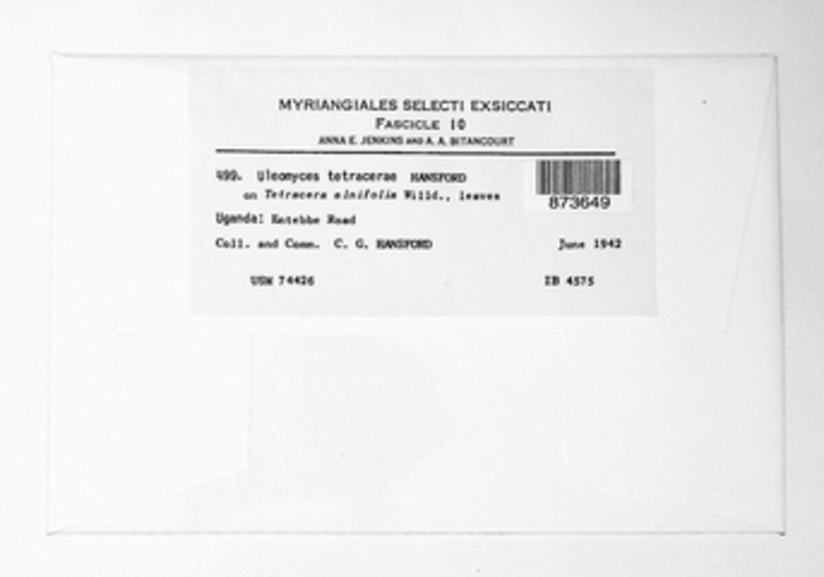 Anhellia tetracerae image